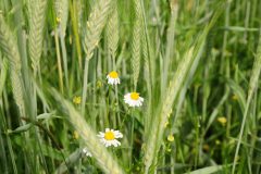 cropped-SON_6751